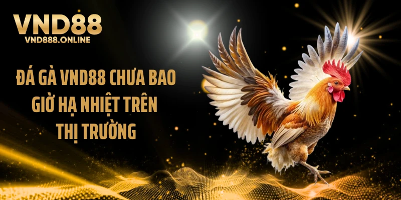 Đá gà VND88 chưa bao giờ hạ nhiệt trên thị trường