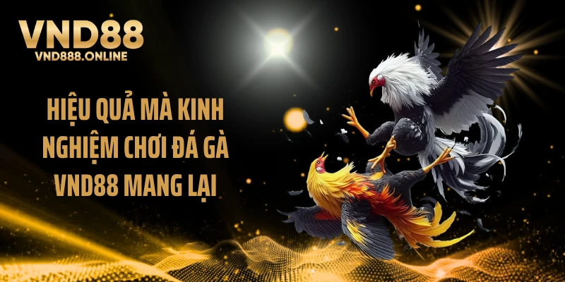 Hiệu quả mà kinh nghiệm chơi đá gà VND88 mang lại