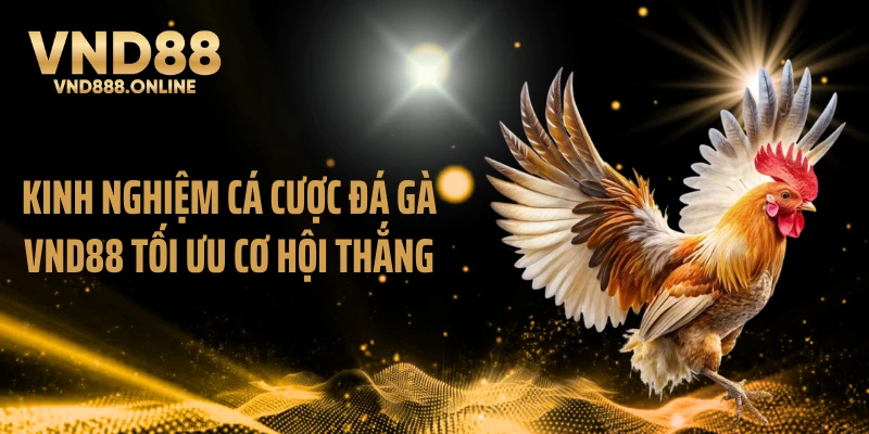 Kinh nghiệm cá cược đá gà VND88 tối ưu cơ hội thắng