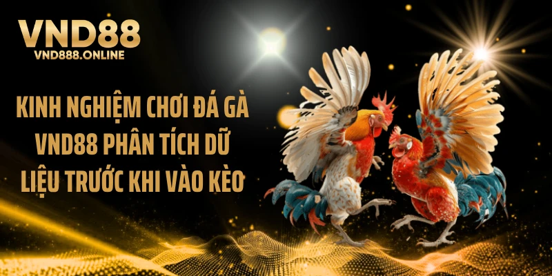 Kinh nghiệm chơi đá gà VND88 phân tích dữ liệu trước khi vào kèo