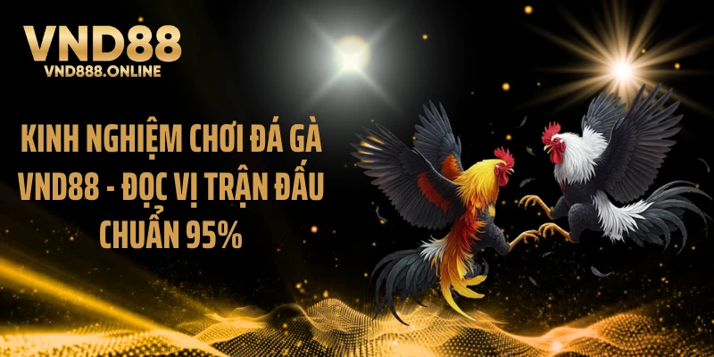Kinh Nghiệm Chơi Đá Gà VND88 - Đọc Vị Trận Đấu Chuẩn 95%