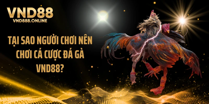 Tại sao người chơi nên chơi cá cược đá gà VND88?